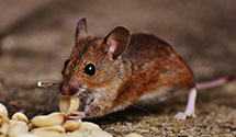 24 Hour & Emergency Exterminators in Compton, CA